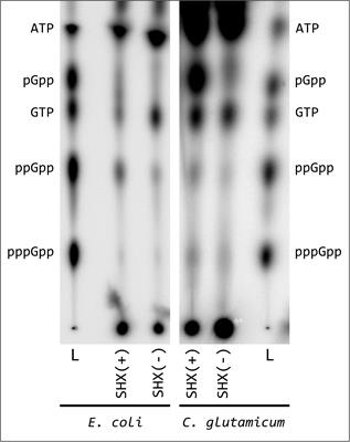 Physiology and Transcriptional Analysis of (p)ppGpp-Related Regulatory Effects in Corynebacterium glutamicum